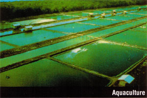 Geomembrane Liners for Aquaculture